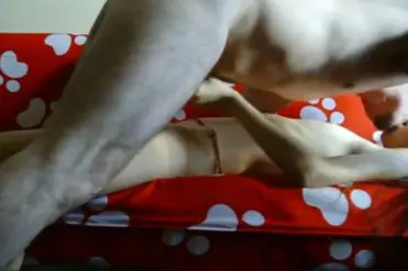 Bokep Indo Live ABG Bispak Hotel Skandal Panas